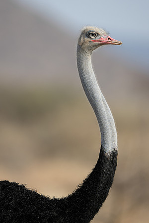 Somali Ostrich