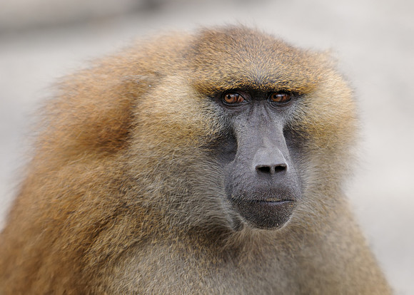 Baboon