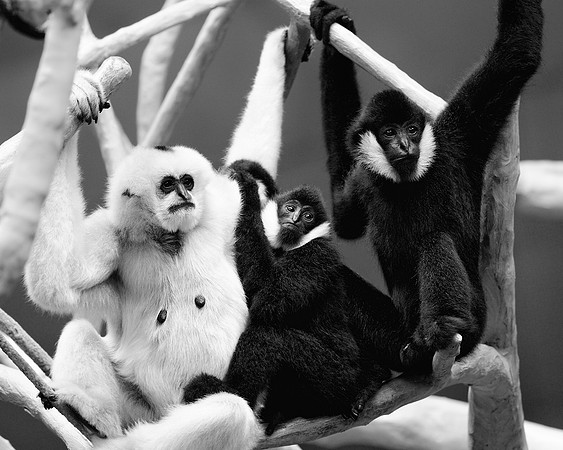 Black & white family portrait