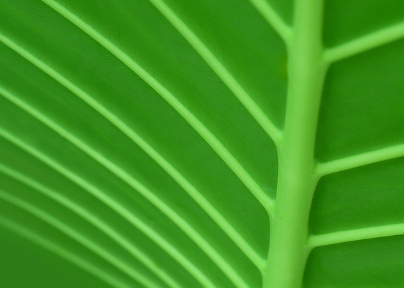 Leaf abstract