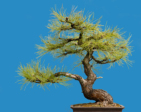 Pondersa Pine bonsai