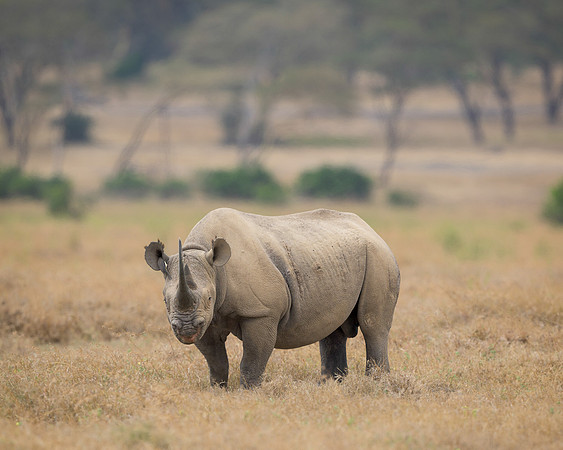 Black Rhinoceros