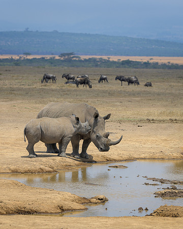 White Rhinoceroses