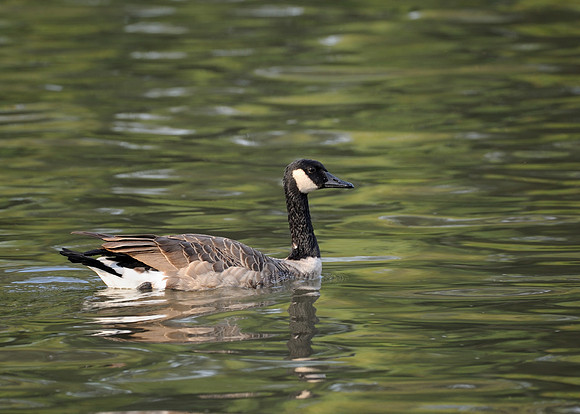 Canada goose