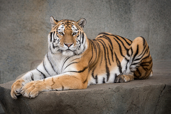 Amur tiger