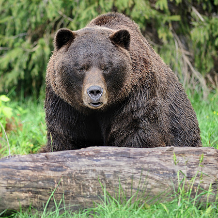 Grizzly bear