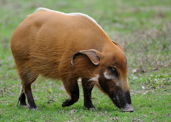 Red river hog