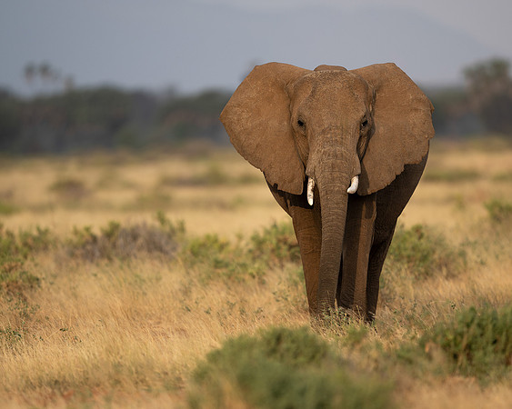 African Elephant