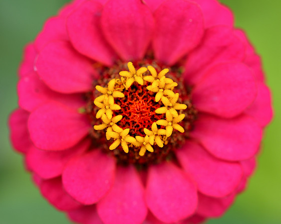 Red and yellow flower