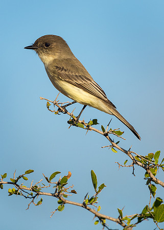 Eastern Phoebe