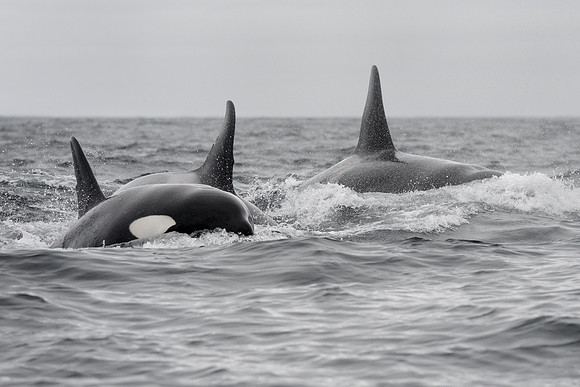 Orca killer whales