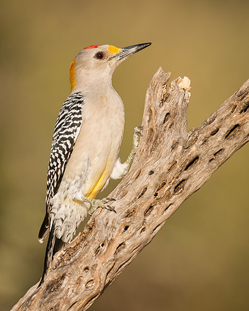 Golden-fronted Woodpecker