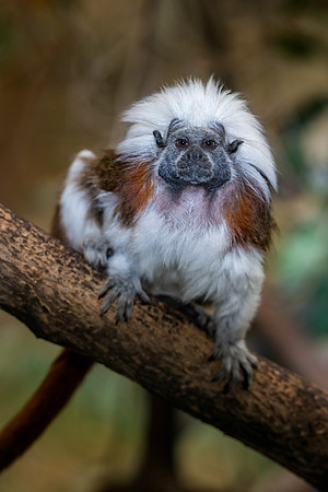 Cotton-top tamarin