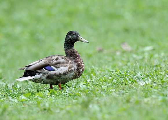 Duck