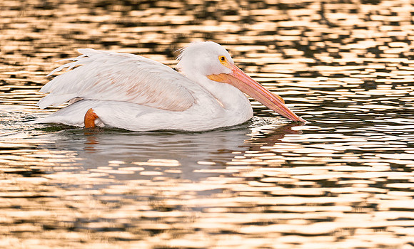 Pelican profile