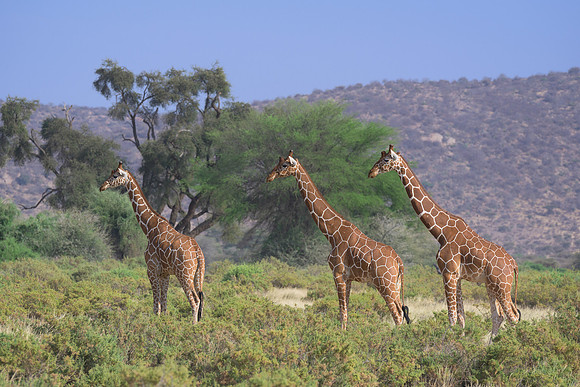 Three Giraffes