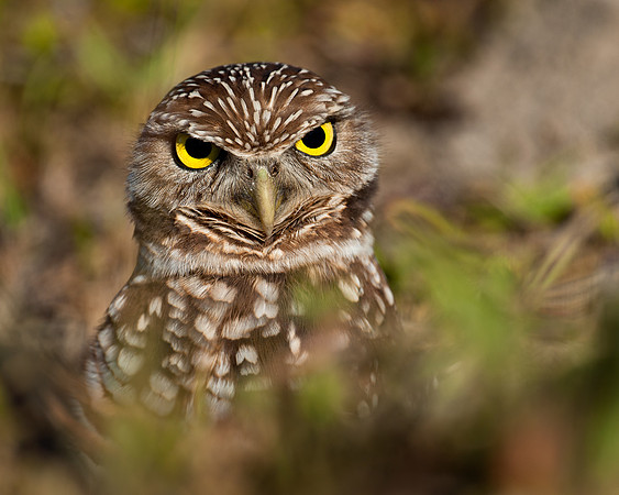Burrowing owl