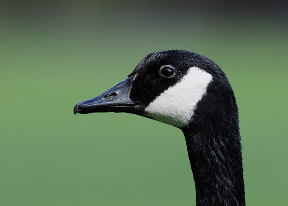 Canada goose profile