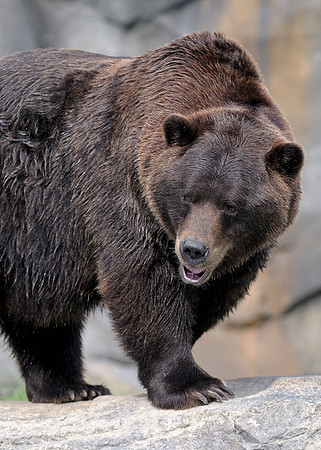 Grizzly bear