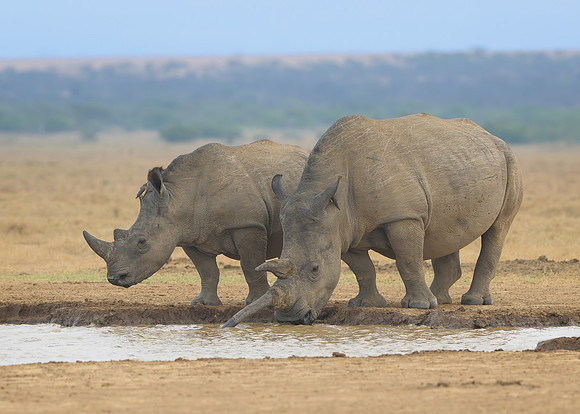 White Rhinoceroses