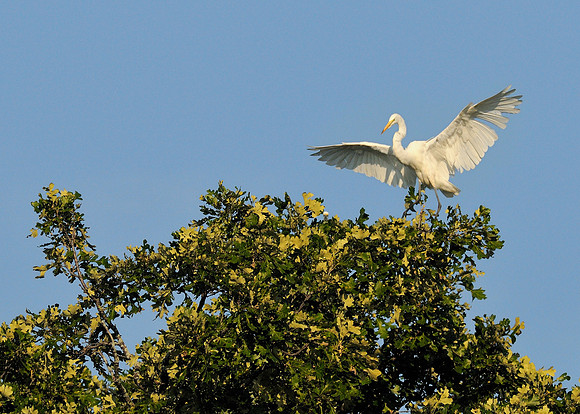 Egret on tree
