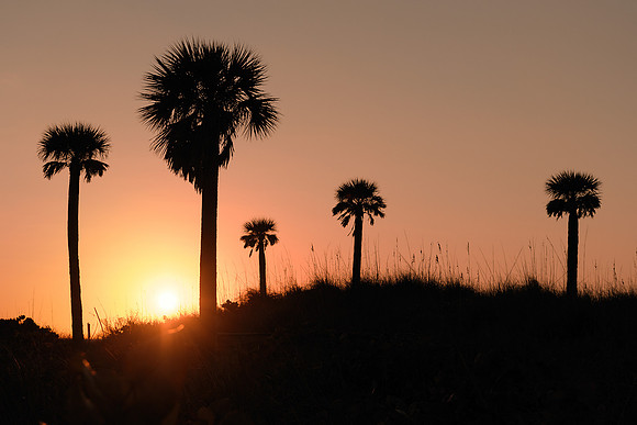 Sunset palms