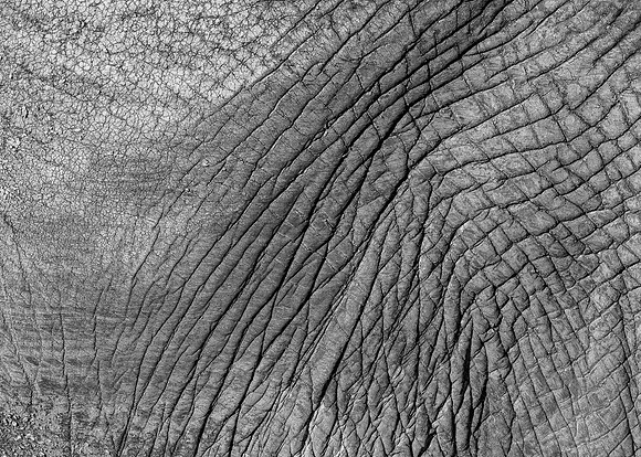 Elephant Skin