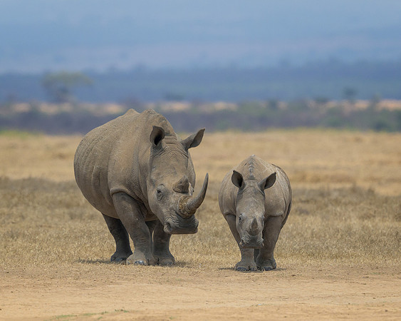 White Rhinoceroses