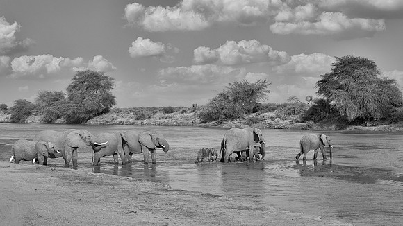 Elelphant Crossing River