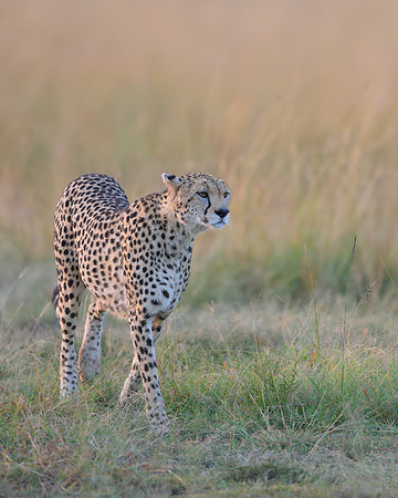Cheetah