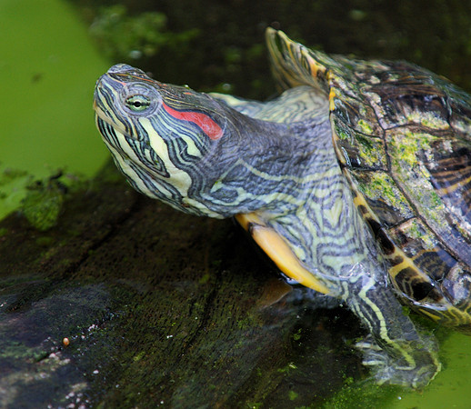 Turtle emerges from water