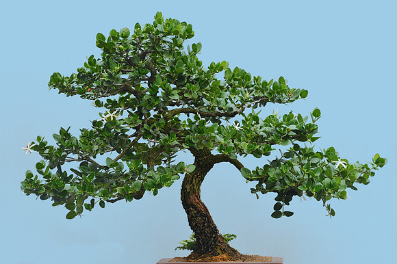 Natal Plum bonsai