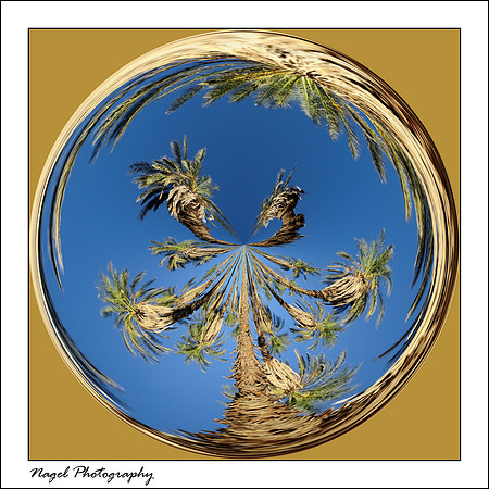 Palm trees