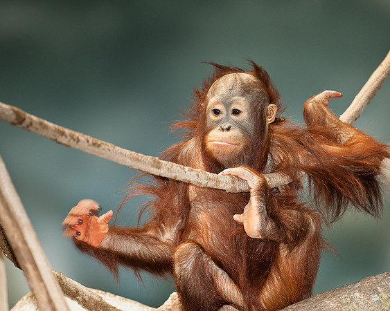 Orangutan with rope