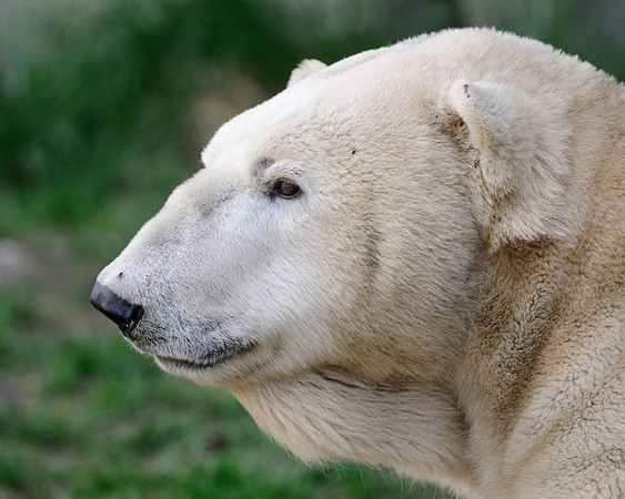 Polar bear profile