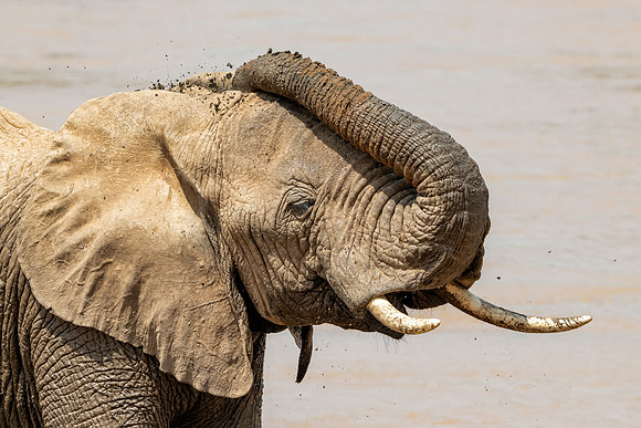 African Elephant