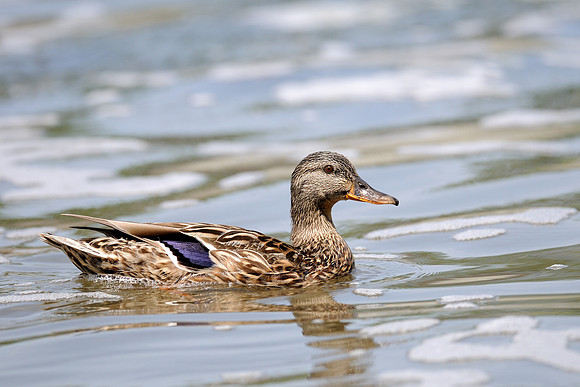 Duck
