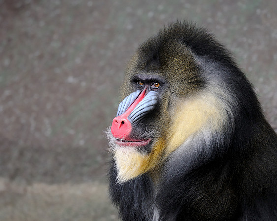 Mandrill