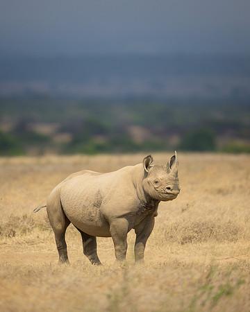 Black Rhinoceros