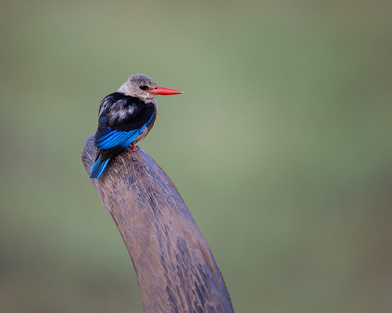 Grey-headed Kingfisher