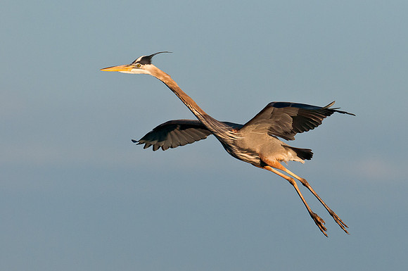 Heron in flight
