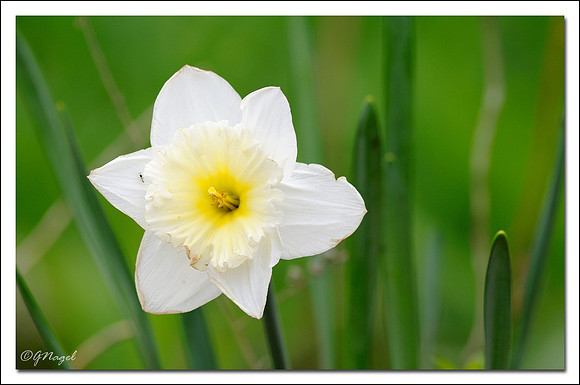 Daffodil in the grass