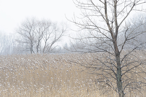Ravinia wetland