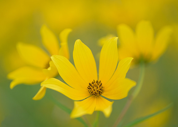 Yellow wildflowers