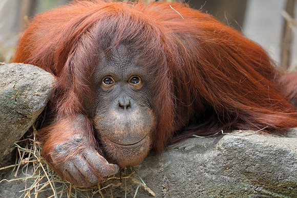 Orangutan