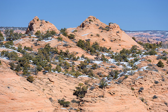 Pinyon pine forest