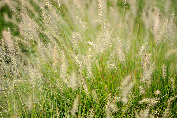Blowing in the wind