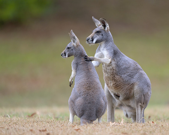 Kangaroo