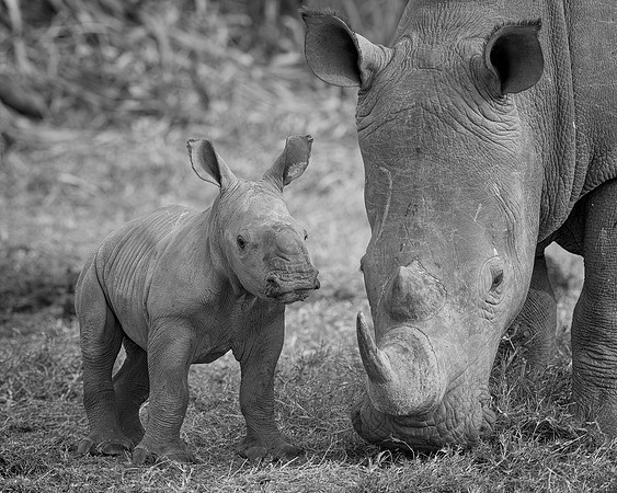 White Rhinoceroses
