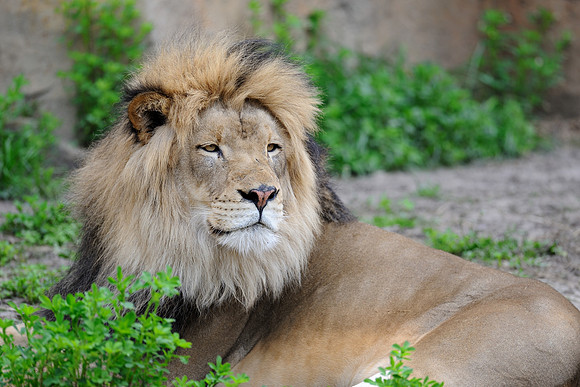 Male African lion